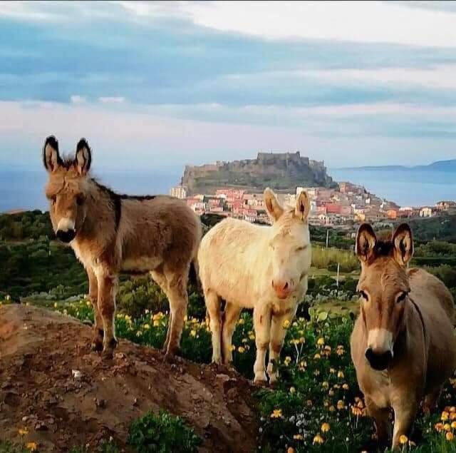 Vittoria Paradise It Sardegna *